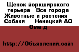 Щенок йоркширского терьера - Все города Животные и растения » Собаки   . Ненецкий АО,Ома д.
